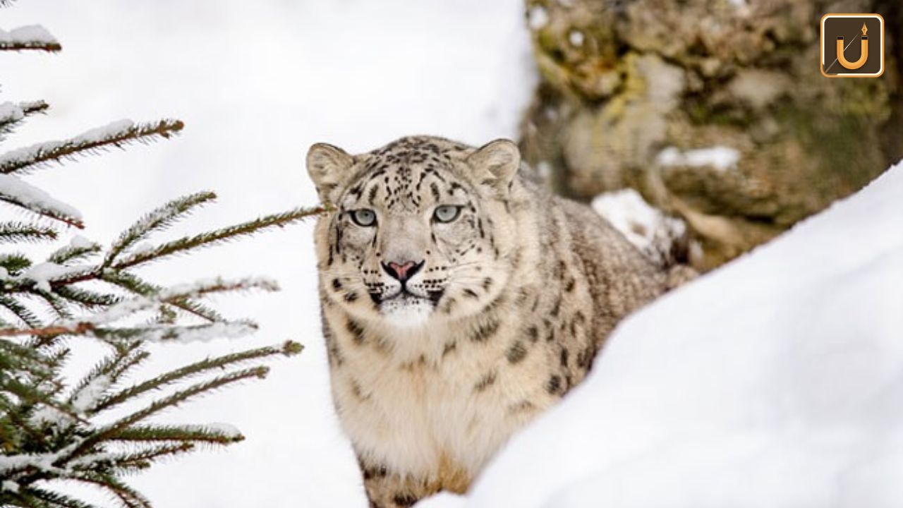 Usthadian Academy / Kyrgyzstan Declares Snow Leopard As National Symbol